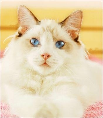 Compendium of Pets: Details of Ragdolls