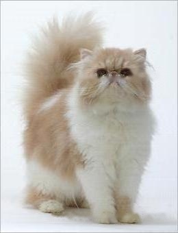 Pet Encyclopedia: Persian Cat Details