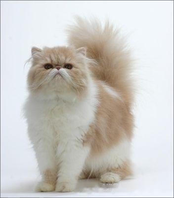 Pets: Persian Details of the cat