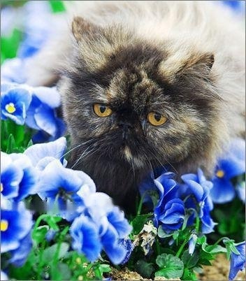 Pets: Persian Details of the cat