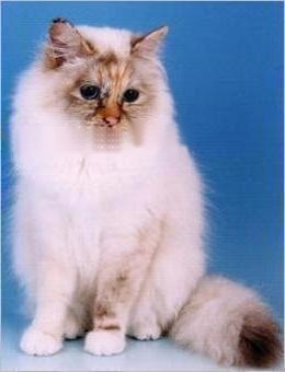 Birman