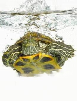 Brazilian turtle