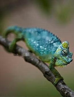 Chameleon