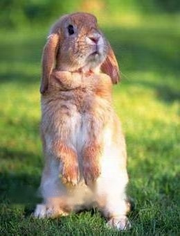 Mini Lop