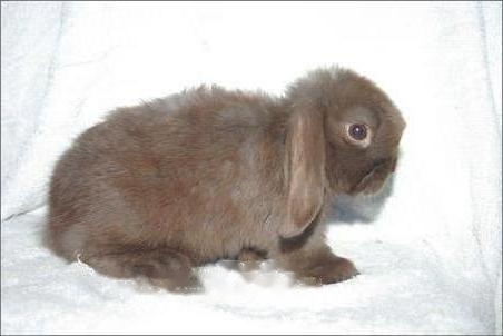 Mini Lop