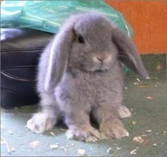 Mini Lop