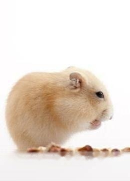 hamster