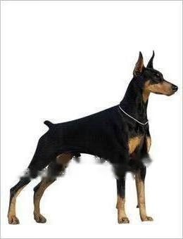 Doberman