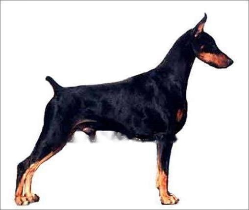 Doberman