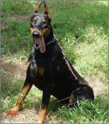 Doberman