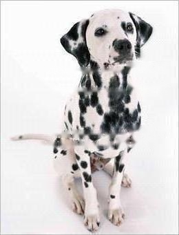 Dalmatian