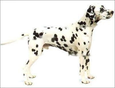 Dalmatian