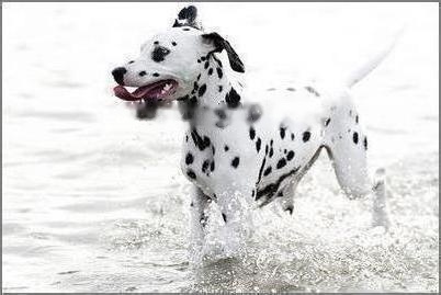 Dalmatian