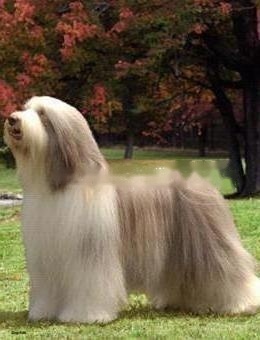 FCI Standard of Ancient Bearded Sheepdog