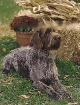 FCI Standard for Wirehaired Pointing Griffons