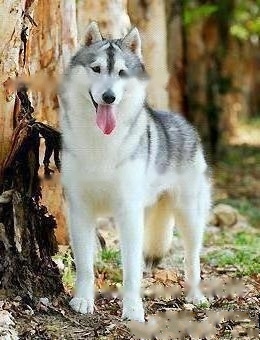 Husky