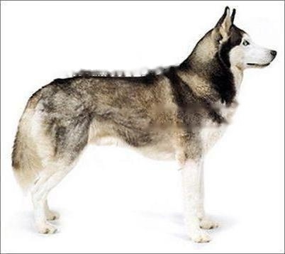 Husky