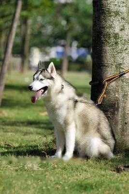 Husky