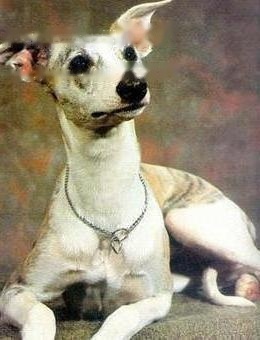 Whippet