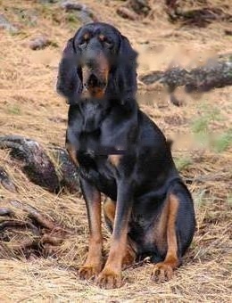 Black and Tan Coonhound