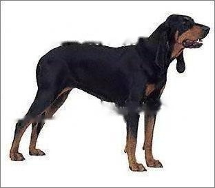 Dark and Tan Coonhound