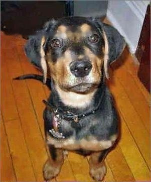 Black Brown Coonhound