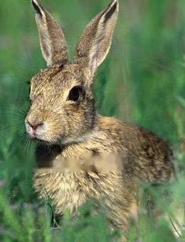 Standard of Grey Chestnut Rabbit