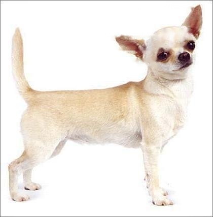 Chihuahua