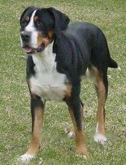  Great Swiss Mountain Dog