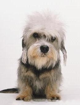 FCI Standard of Dandy Dinmont Terrier