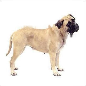 Bull Mastiff