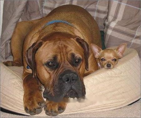 Bull Mastiff Tiefu