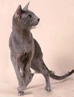 Oriental Shorthair