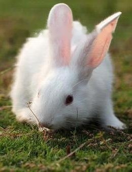 Standard of Big-eared White Rabbit