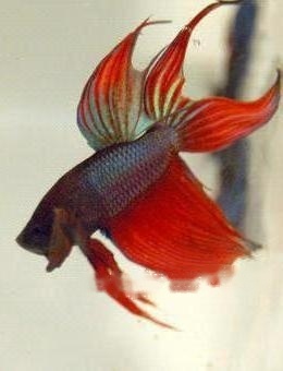 Betta