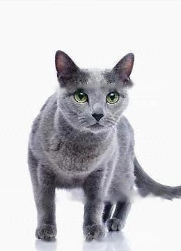 Russian Blue Cat