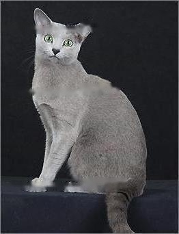 All Pets: Details of Russian Blue Cat