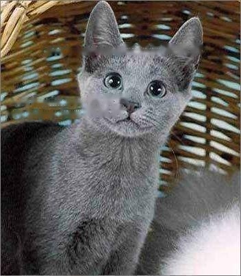 Pets: Details of Russian Blue Cat