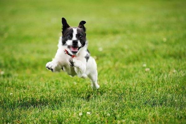 Flemish Cattle Dog