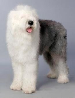 Ancient English Sheepdog