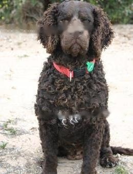 FCI Standard for Curly Retriever