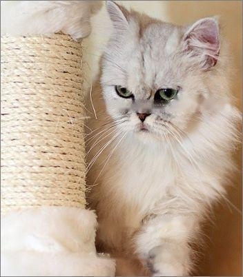 Pet Encyclopedia: Detailed Information of the Turkish Angora Cat