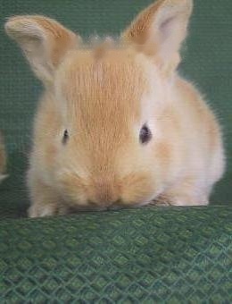 Characteristics of Mini Lop Rabbit