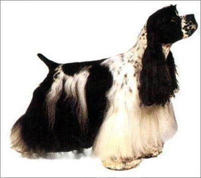 cocker spaniel