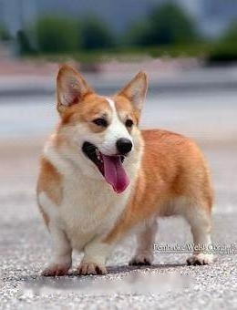 FCI standard for corgis