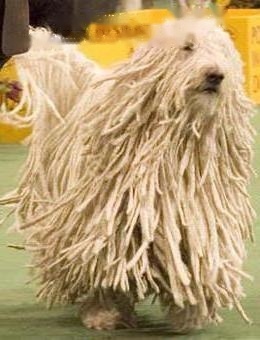 Komondor