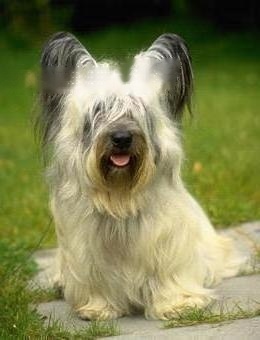 Skye Terrier