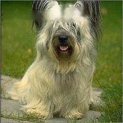 Skye Terrier