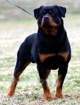 Rottweiler