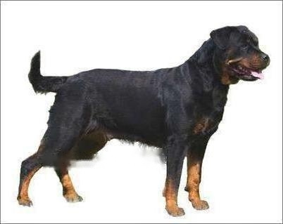 Rottweiler